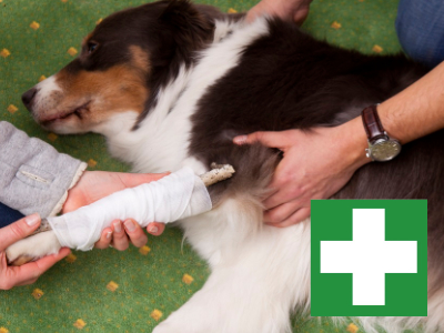 Seminar Erste Hilfe bei Jagdhunden